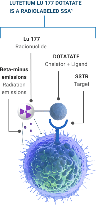 Diagram of BEXLUTRY™ (lutetium lu 177 dotatate) targeting SSTR+ GEP-NET cells and delivering beta-minus radiation.